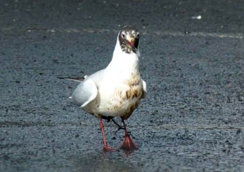 An oiled black headed gull rescued from the oil slick. Picture: Tony Bartholomew