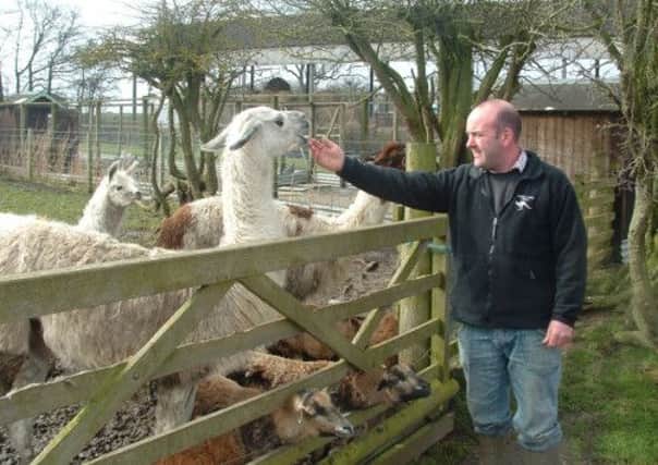 Mark Hebdon with the llamas and alpacas