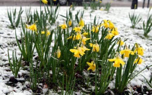 Snow covered daffodills