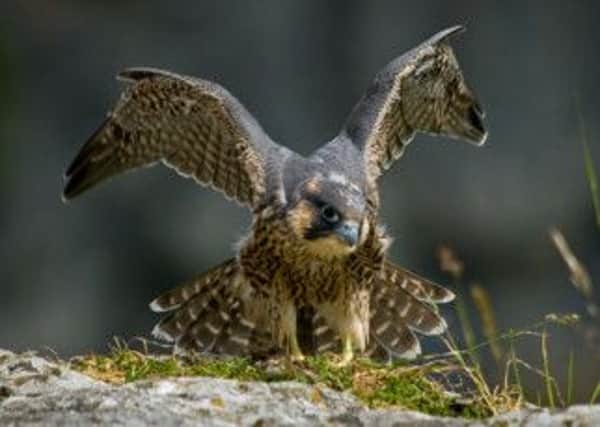 A young peregrine falcon at Malham Cove