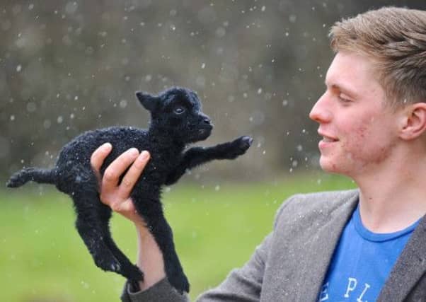 Micro Mini Lamb So tweet: Farmโs miniature new arrival finding fame via Twitter updates