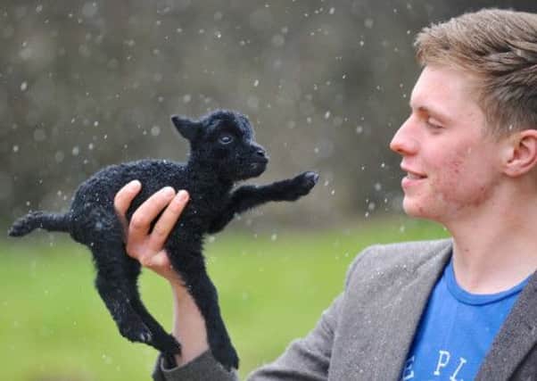Gareth Barlow with "Microlamb" , a tiny Hebridean Rare Breed lamb born on Sunday. Picture: Tony Bartholomew