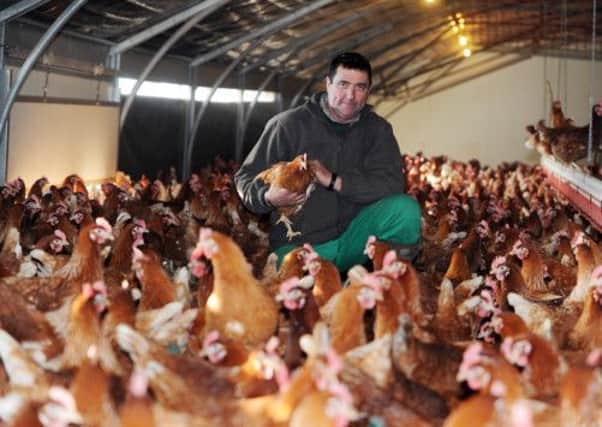 Tim Pybus in the chicken sheds