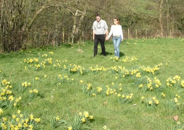 Daffodils in Farndale