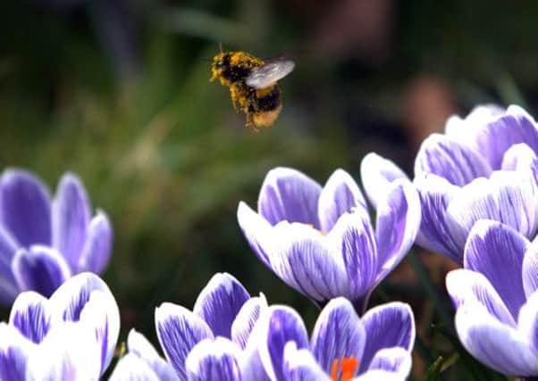 MPs have urged a ban on pesticides linked to declines in bees
