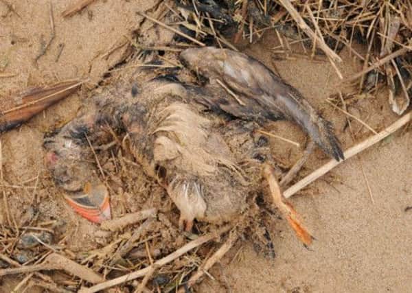A dead puffin washed up on the east coast