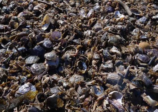 Dead crabs on Holderness coast