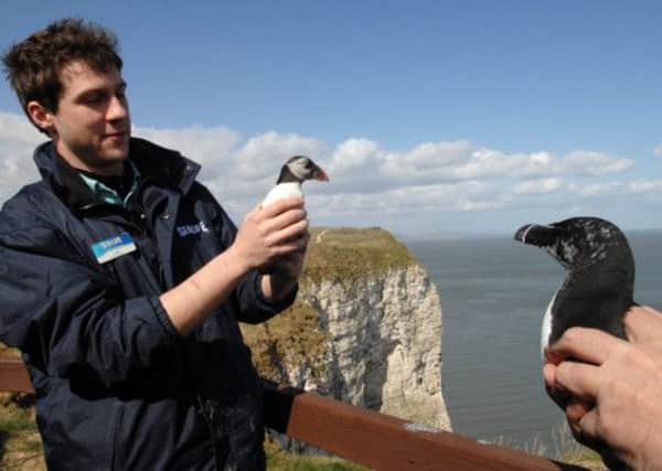 Todd German, a senior aquarist at Scarborough Sea Life Centre, holding a puffin, and with a razorbill, right, before releasing them from Bempton Cliffs, near Bridlington yetserday.