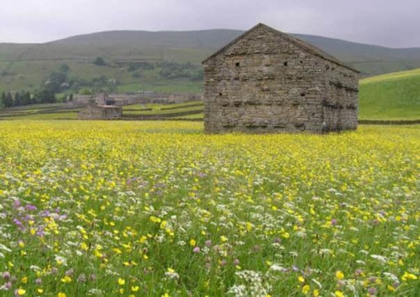 Upland hay meadow in Swaledale