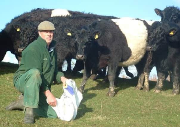 Chris Ryder with his Belted Galloways