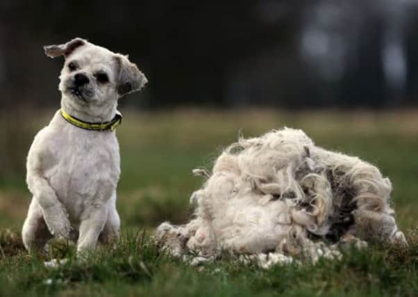 Womble was bought into the Dogs Trust in Leeds with so much hair he was almost unrecognisable. Picture: Ross Parry Agency