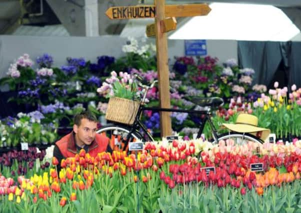 Matthew Smith arranging his stand, 'Tulips from Amsterdam' at the Harrogate Spring Flower Show.