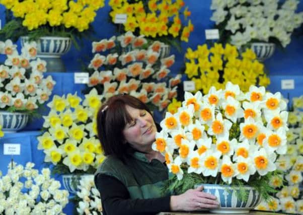 Sallyanne Forman from Walkers Bulbs at Holbeach with 'Johann Strauss' one of a variety of early flowering  daffodills