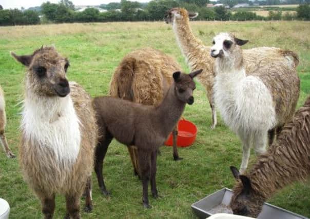 The surviving llamas