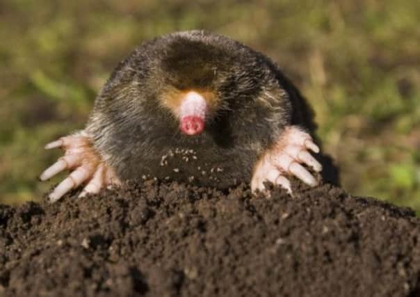 Mole on a molehill
