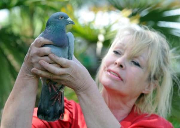 Annette Pyrah with a racing pigeon rescued from Woodhouse, Leeds
