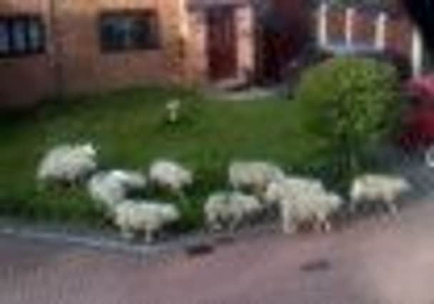 Sheep on the loose in Cleckheaton
