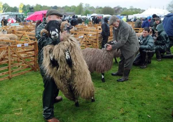A Dalesbred sheep plays up while on show for judging. Picture by Gerard Binks