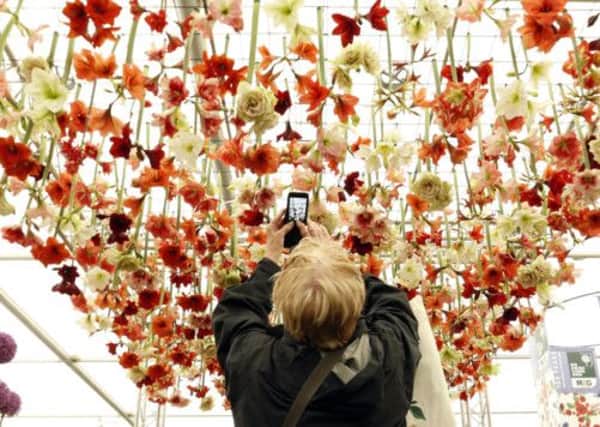 A visitor photographs Amaryllis suspended from the ceiling of the Grand Pavillion at the RHS Chelsea Flower Show