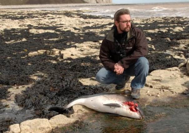 Anthony Hurd with a dead porpoise calf washed ashore at South Landing, Flamborough