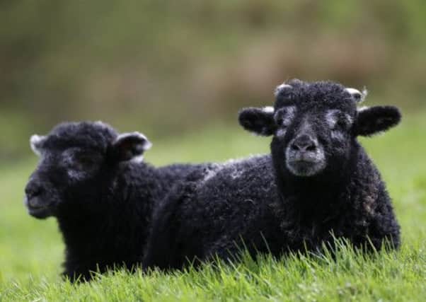 Twin lambs born in the North Yorkshire Dales near Pateley Bridge. Picutre: Ross Parry Agency