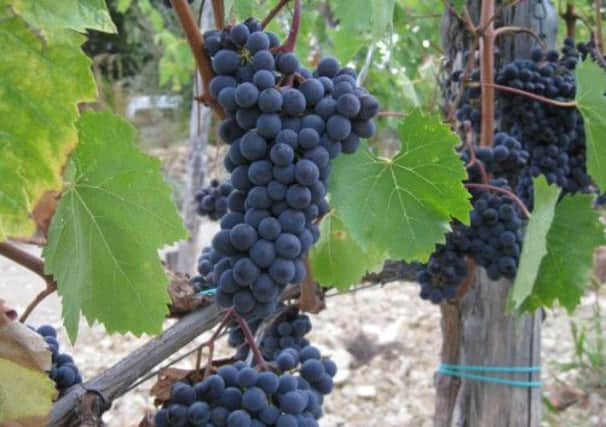 Sangiovese grapes for Chianti