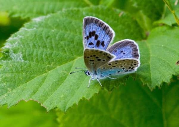 Peter Eeles butterfly