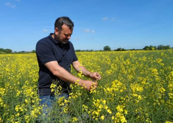 Richard Bramley with his one remaining field of oilseed rape this year