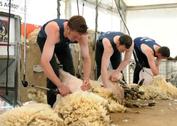 NSA Sheep Shearer of the Year competition