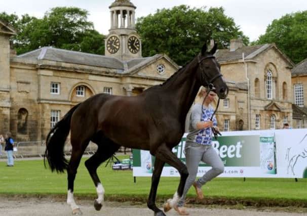 Zara Phillips trots her own horse Black Tuxedo at the inspection for the Bramham Horse Trials