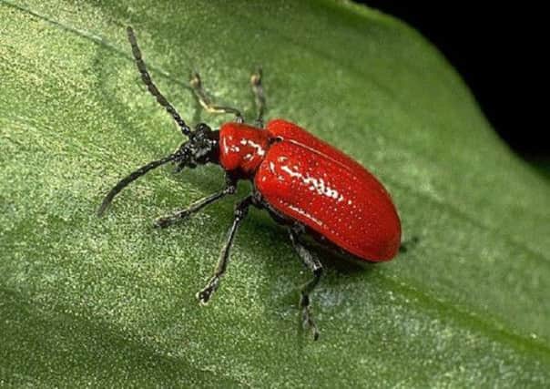 A Red Lily Beetle