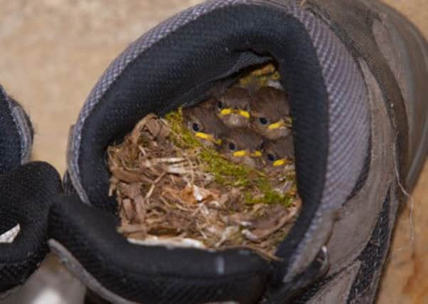 A family of wrens nesting in an old boot in a back garden in Halifax.  Picture by reader Don Nevison