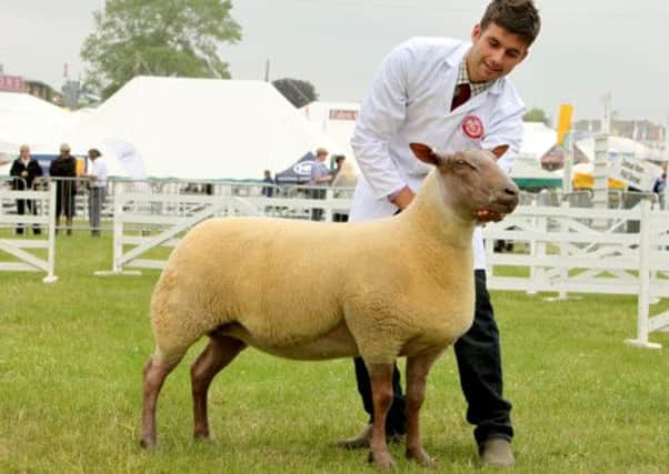 The Supreme Sheep a British rouge shown by Will Price on behalf  of Percy Tait from Worcestershire.