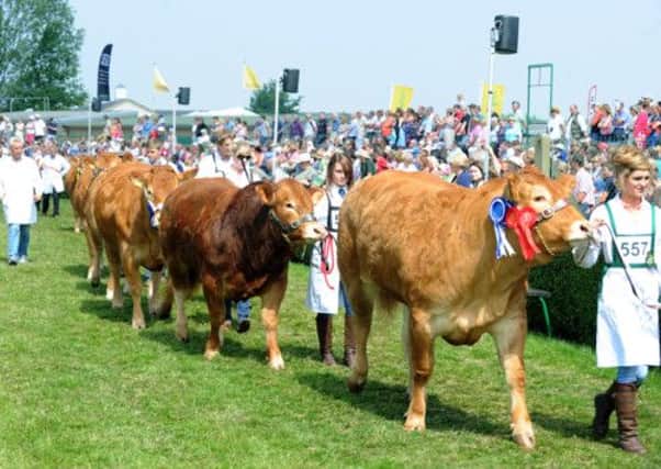 British Limousin cattle in the main ring at the Great Yorkshire Show during the cattle parade.