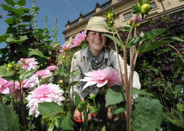Craft gardener Helena Fletcher tending to the blooms at Harewood House.