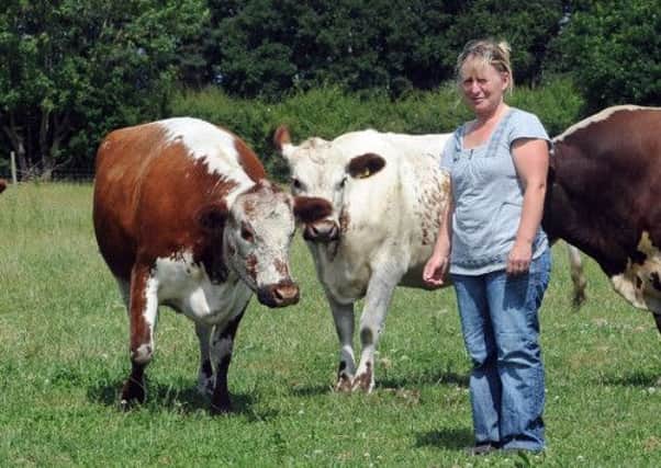 Lyn Arrowsmith with her Irish Moiled cattle