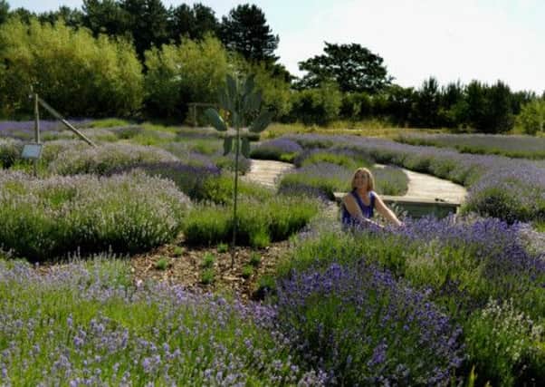 Anne Jaques of Wolds Way Lavender