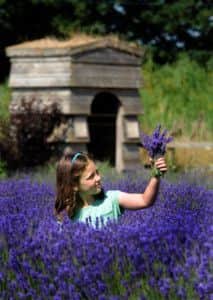 Elise Atkins, 7, collecting lavender at   at Wolds Way  Lavender at  Wintringham near Malton.