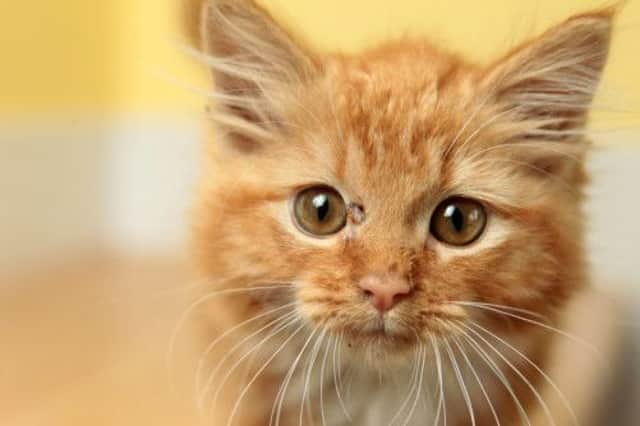 Ron the 11-week-old kitten who is making an amazing recovery after being shot through the eye. Picture: Ross Parry Agency