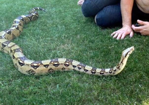 The boa constrictor owned by Corrine Swann  and her partner Damion. Picture: Ross Parry Agency