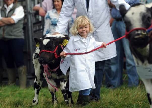 Four year-old Isobel North from Giggleswick takes part in the Beef Young Handlers class