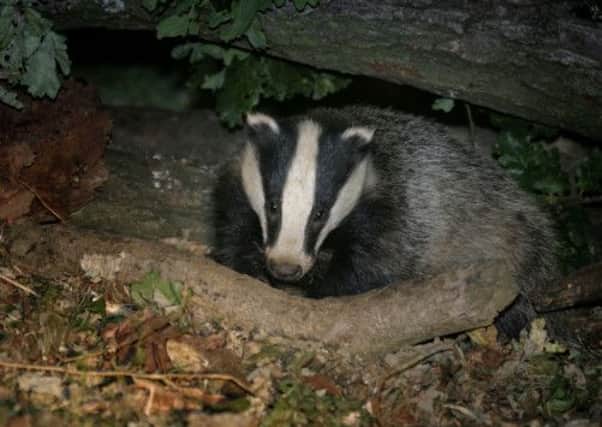 Badgers are at threat of being culled
