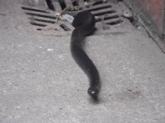 The Mexican King snake peeking its head from the drain. Picture: Ross Parry Agency