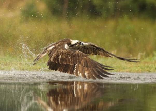 An osprey shakes off water