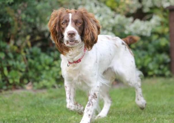 Flo the Springer Spaniel had 14 stones removed by vets. Pictures: Ross Parry Agency