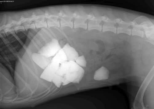 Flo the Springer Spaniel had 14 stones removed by vets. Pictures: Ross Parry Agency