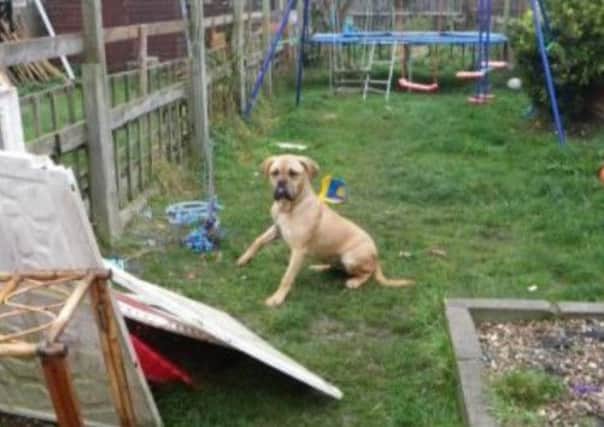 An RSPCA picture of Bonnie in her garden