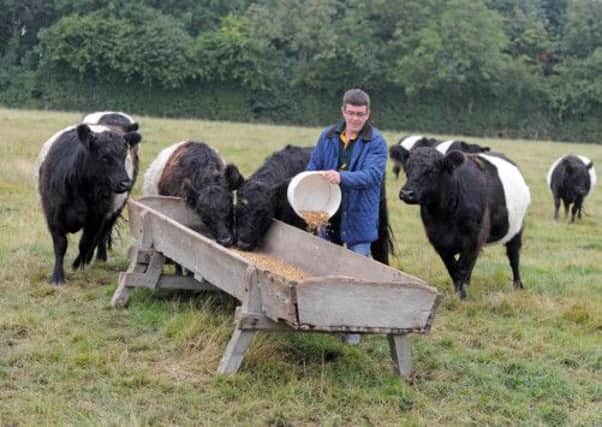 Edward Duggleby with his Belted Galloway cattle