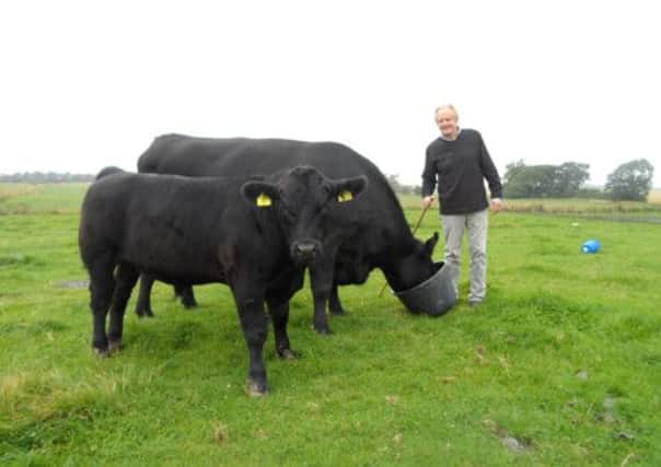 David Evans with his Aberdeen Angus cattle.