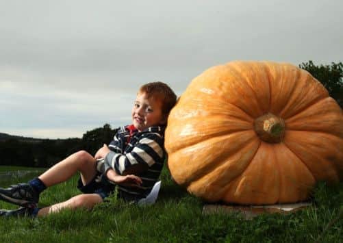 William Orton, four, from Harrogate with a giant pumpkin at the start of the autumn flower show
